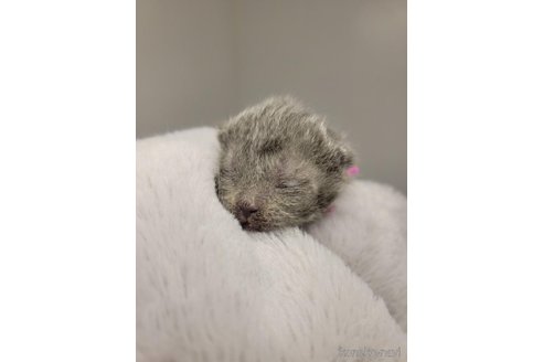 成約済の千葉県のブリティッシュショートヘア-85452の10枚目